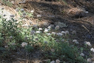 Monardella odoratissima ssp. pallid