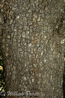 Ekebergia capensis
