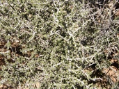 Condalia ericoides