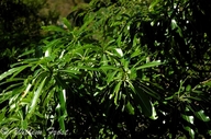 Breanadia salicina