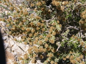 Baccharis pteronioides