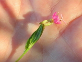 Oenothera rosea