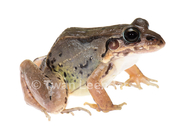 Brown Foam-nest Frog