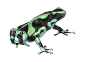 Green And Black Poison-dart Frog