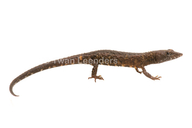 Echinosaura panamensis