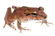 Isla Bonita Robber Frog