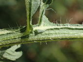 Parthenium hysterophorus