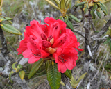 Rhododendron arboreum ssp. zeylanicum