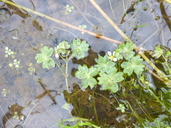 Ranunculus aquatilis var. aquatilis