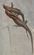 Trachylepis wahlbergii