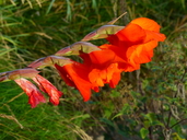 Gladiolus Cultivar