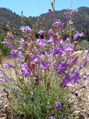 Southern Foothill Penstemon