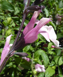 Salvia greggii