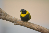 Cuban Finch