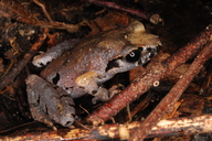 Rowley’s Leaf-litter Frog