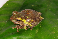 Langbian Bubble-nest Frog