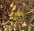Astragalus wootonii