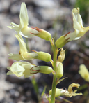 Astragalus beckwithii var. beckwithii