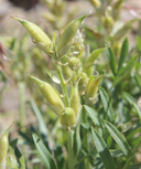 Astragalus laxmannii var. robustior