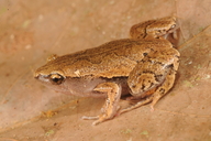 Hamptophryne boliviana