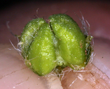 Plagiobothrys kingii var. kingi