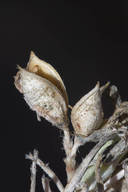 Astragalus siliceus