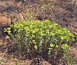 Euphorbia schizoloba