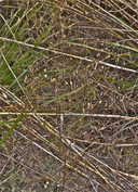 Gilia mexicana