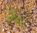 Astragalus miser