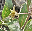 Asclepias ovalifolia