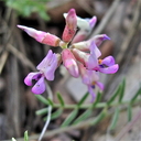 Astragalus gracilis