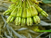 Asclepias viridiflora