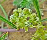 Asclepias stenophylla