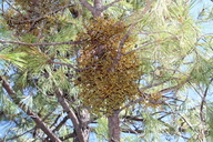 Arceuthobium yecorensis
