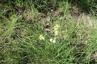 Lithospermum cobrense