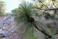 Pinus durangensis