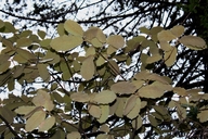 Quercus crassifolia