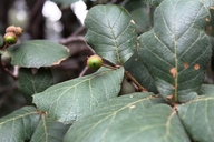 Quercus rugosa