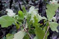Quercus tuberculata
