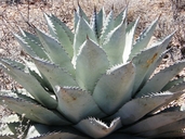 Agave parryi ssp. neomexicana