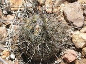 Coryphantha echinus var. robusta