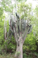 Pachicereus pesten-arboriginum