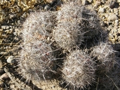 Coryphantha echinus var. robusta