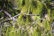 Pinus lumholtzii