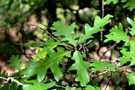 Quercus gambelli