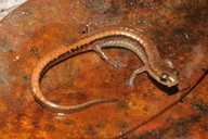 Bog Dwarf Salamander