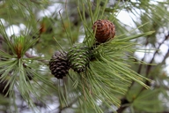 Pinus leiophylla var. chihuahuana