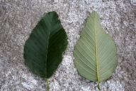 Alnus oblongifolia