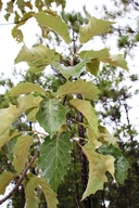 Quercus x