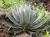 Agave sp.